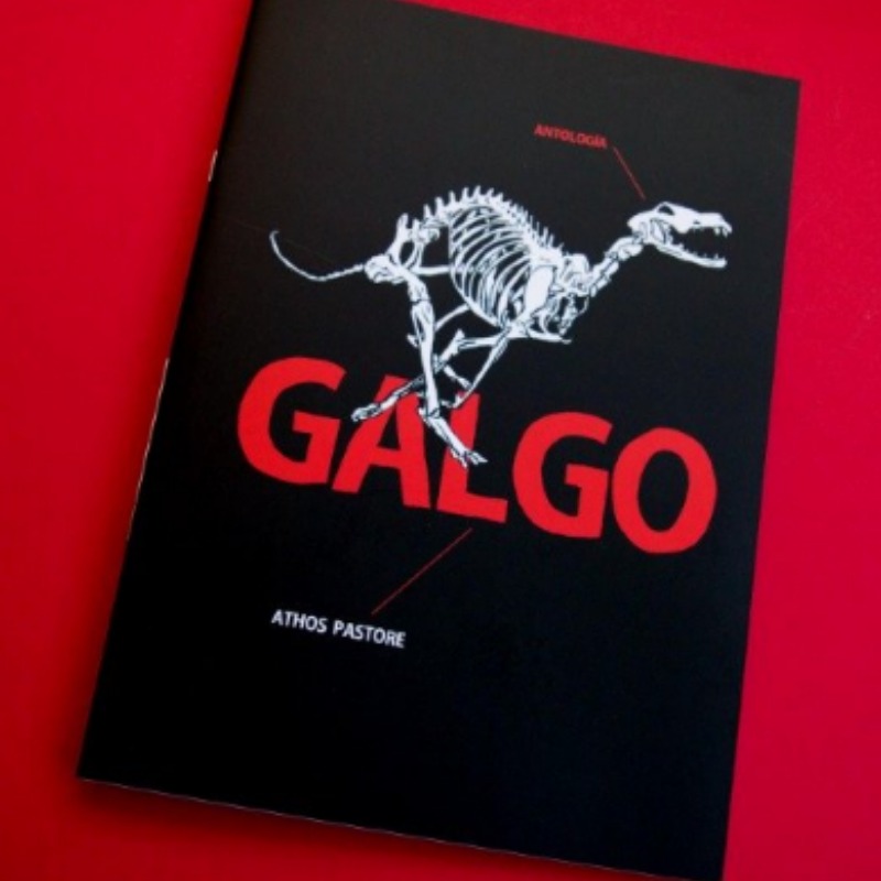 Galgo